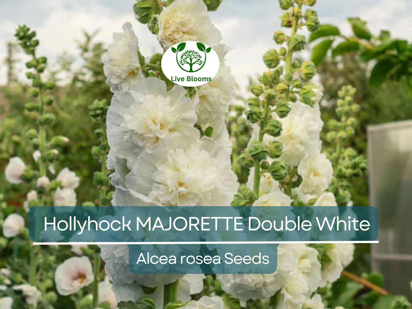 50 Seeds Hollyhock MAJORETTE Double White - Dwarf Biennial Non-GMO Elegant Garden Flowers