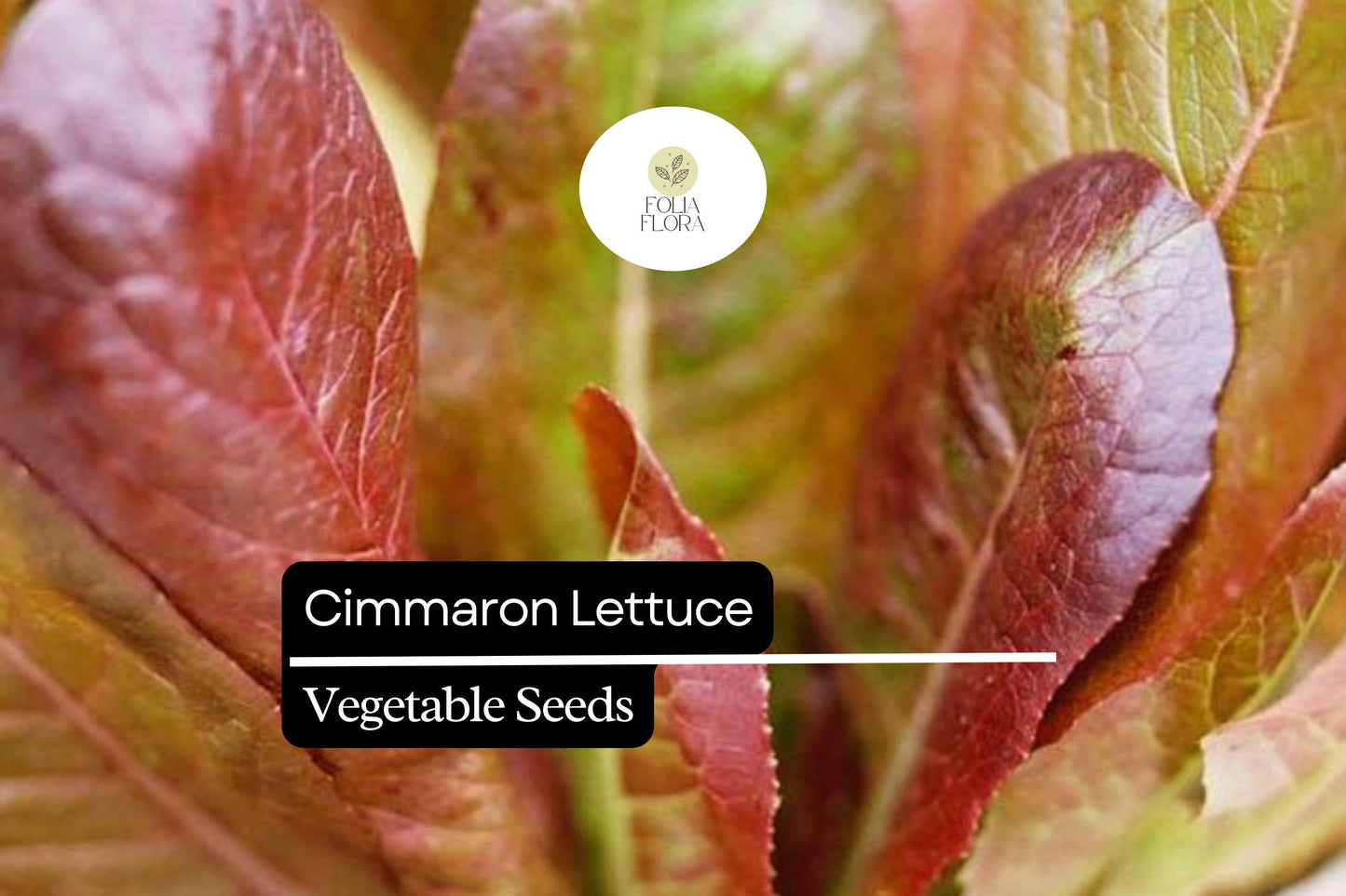 1000 Cimarron Lettuce Seeds – Heirloom Deep Red Romaine, Heat-Tolerant, Non-GMO, Easy to Grow