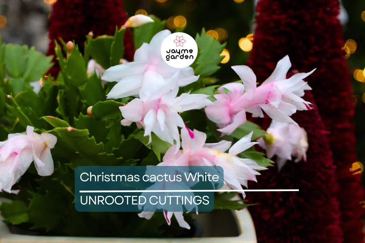 White Christmas Cactus Cuttings - 5 Unrooted Segments, Easy Care Holiday Plant, Schlumbergera, Indoor Succulent