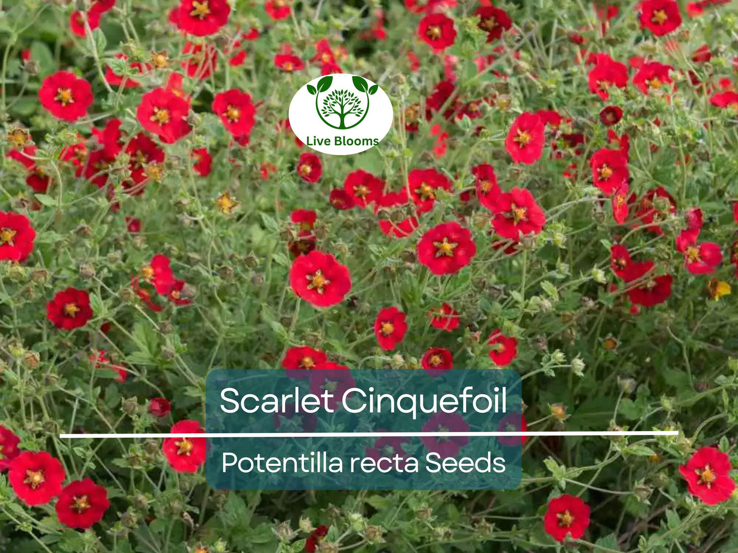 1000 Seeds Scarlet Cinquefoil (Potentilla recta) Perennial Red Flowers Attract Pollinators Non-GMO