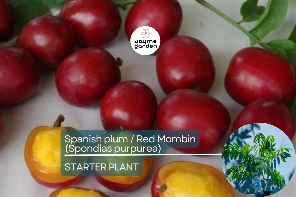 Red Mombin Tree 12"-24" | Spondias Purpurea | Sweet-Tart Spanish Plum | Hardy, Drought-Tolerant Tropical Fruit Starter Plant