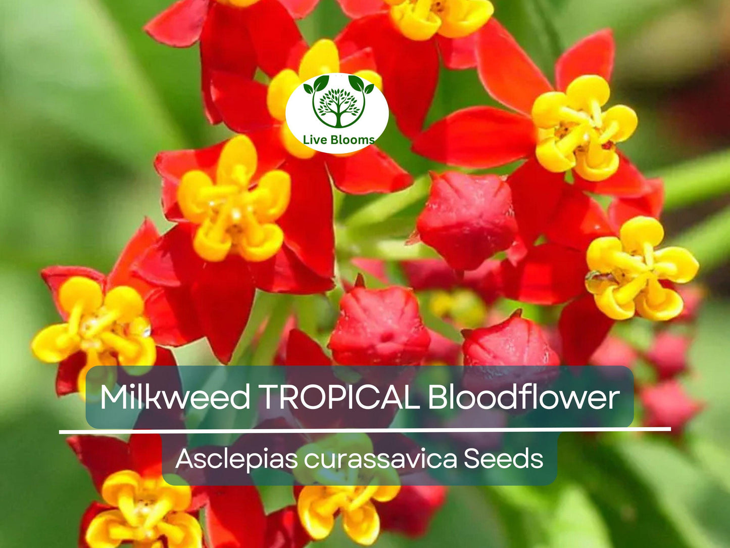 100 Seeds Milkweed Tropical Bloodflower Asclepias curassavica Monarch Butterfly Host Plant Non-GMO