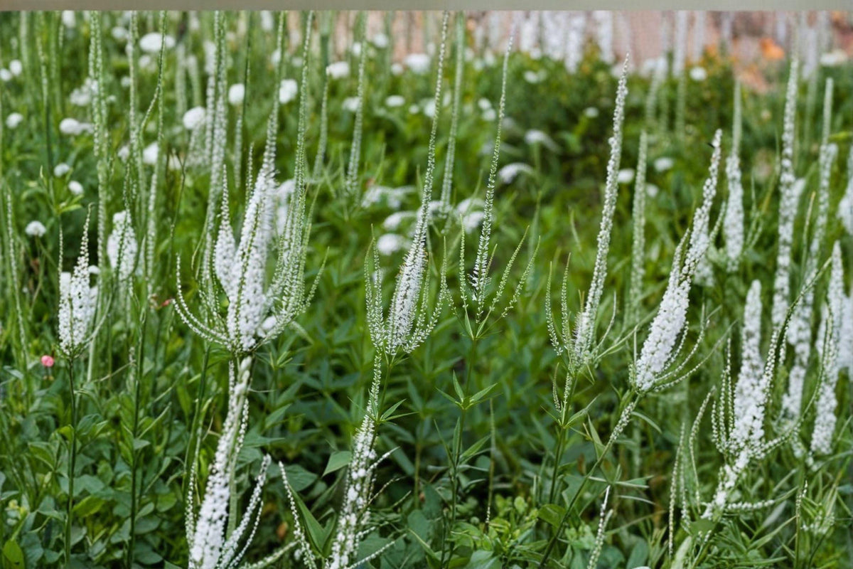 Culver's Root Seeds - 2500 Count - Veronicastrum virginicum - Native Perennial Prairie Wildflower - Pollinator-Friendly