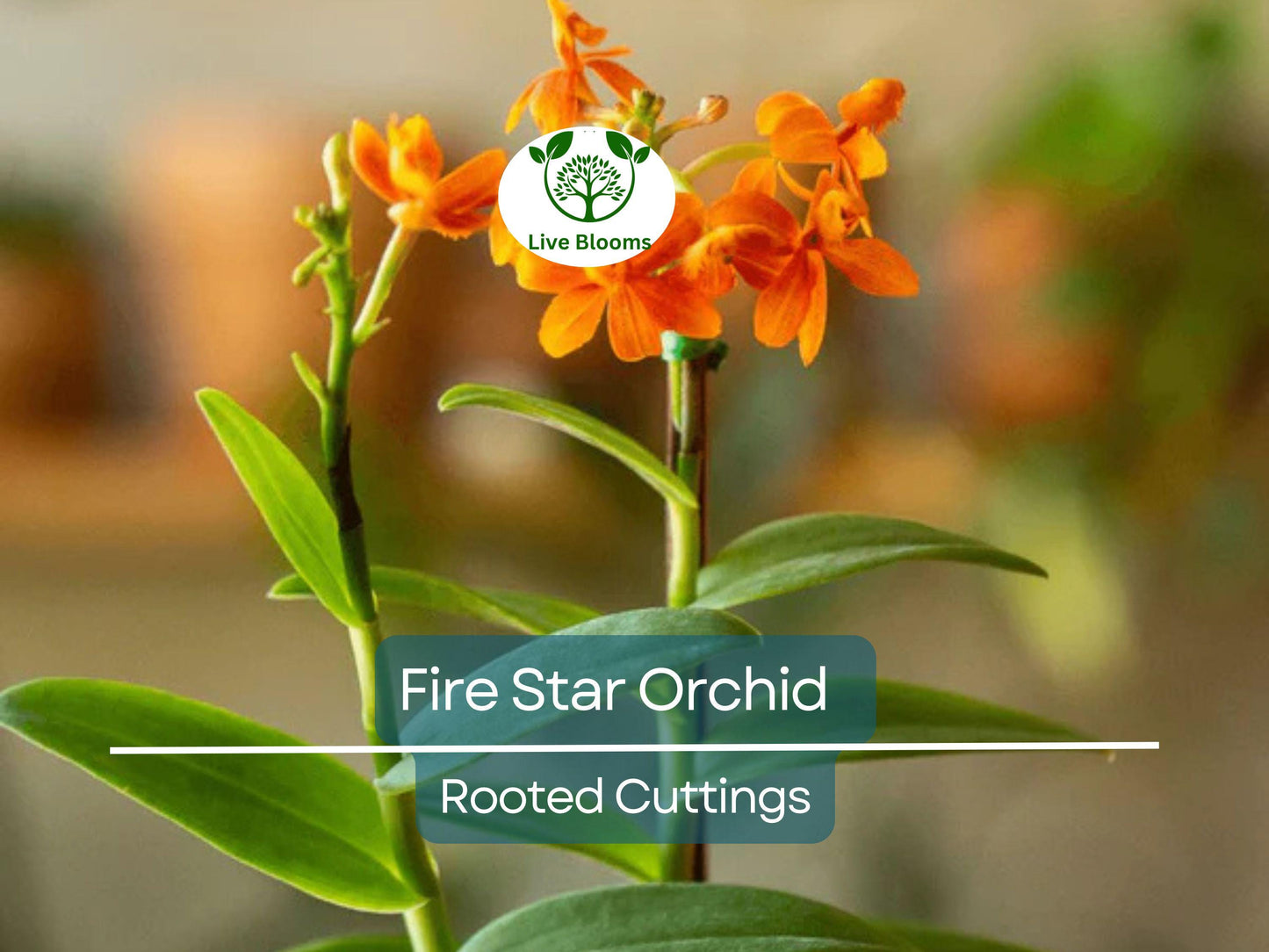 10 Rooted Epidendrum Radicans Cuttings - Fire Star Orchid Live Plants for Sale