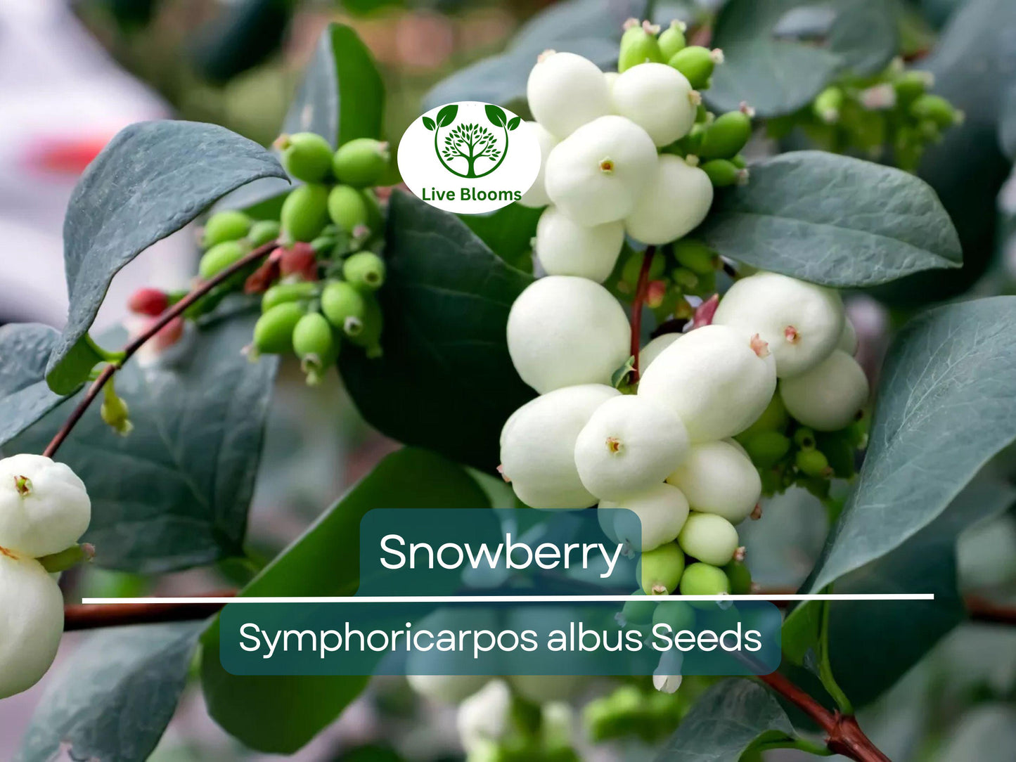 40 Snowberry Seeds (Symphoricarpos albus) - Hardy Native Shrub with White Berries for Winter Interest