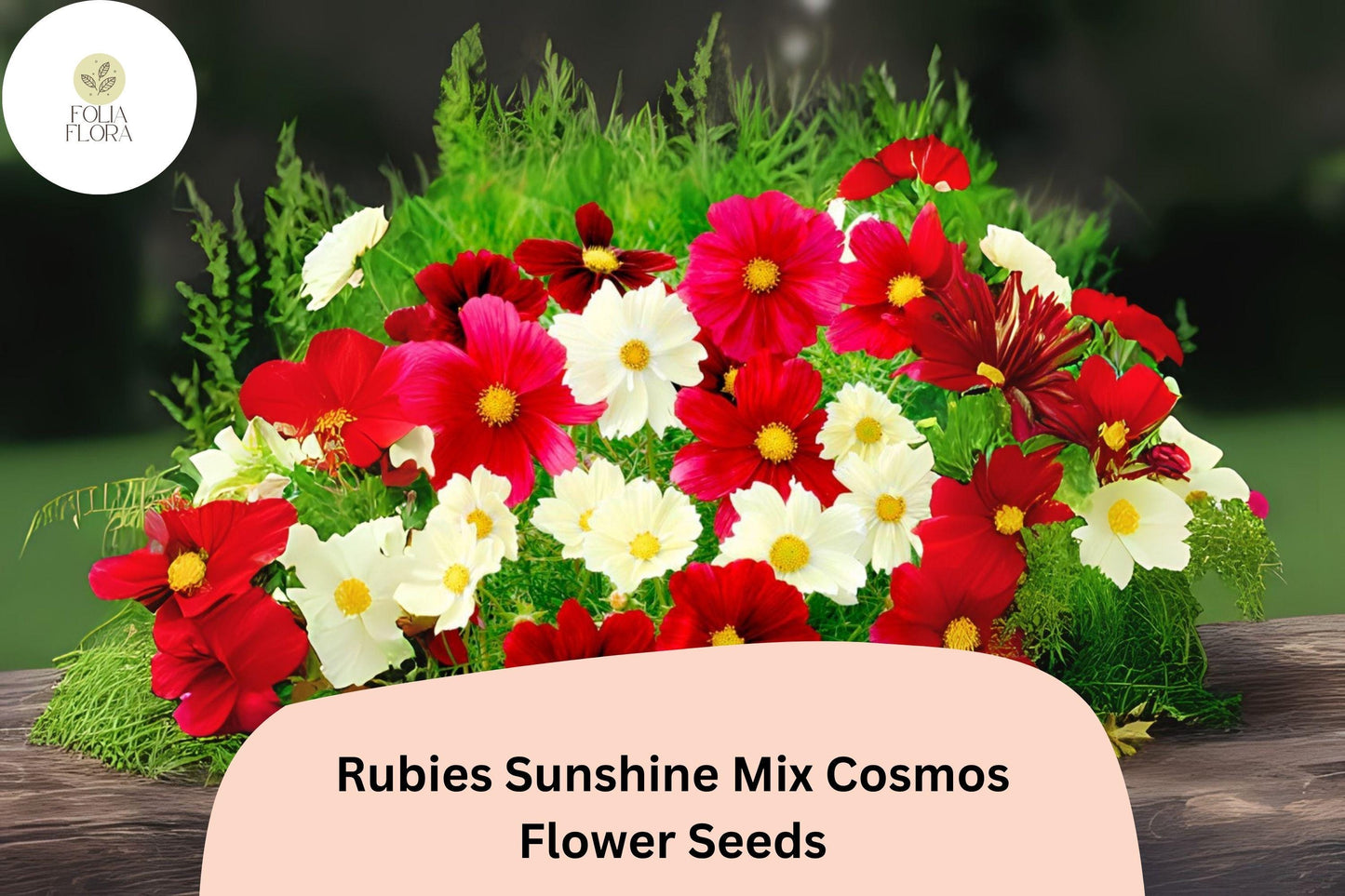 200+ Rubies Sunshine Mix Cosmos Seeds | Red Yellow Pink Cosmos Bipinnatus Annual Flowers