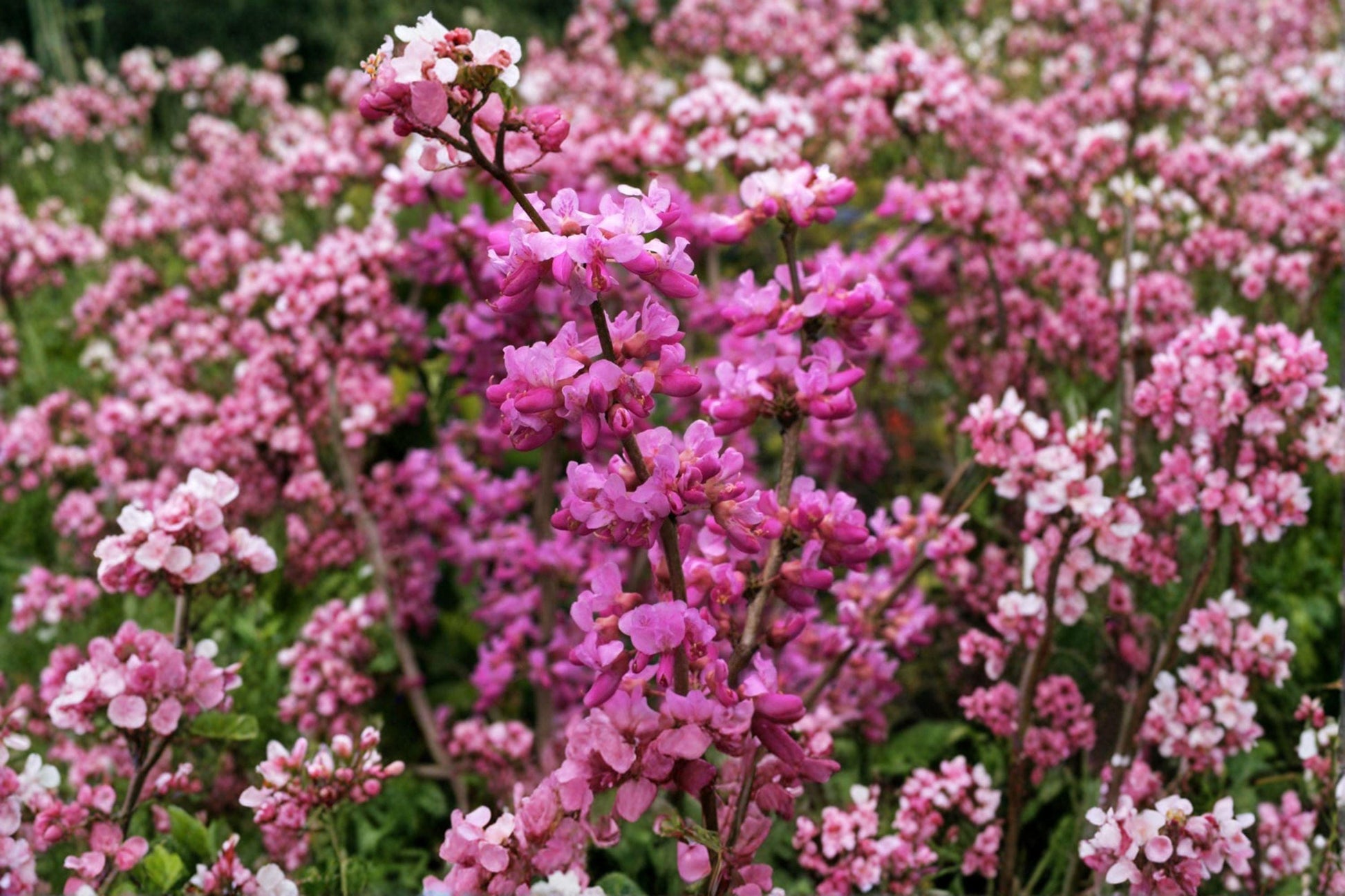 Cercis chinensis Chinese Redbud Tree Seeds – Ornamental Pink Flowering Deciduous Tree for Garden & Landscape
