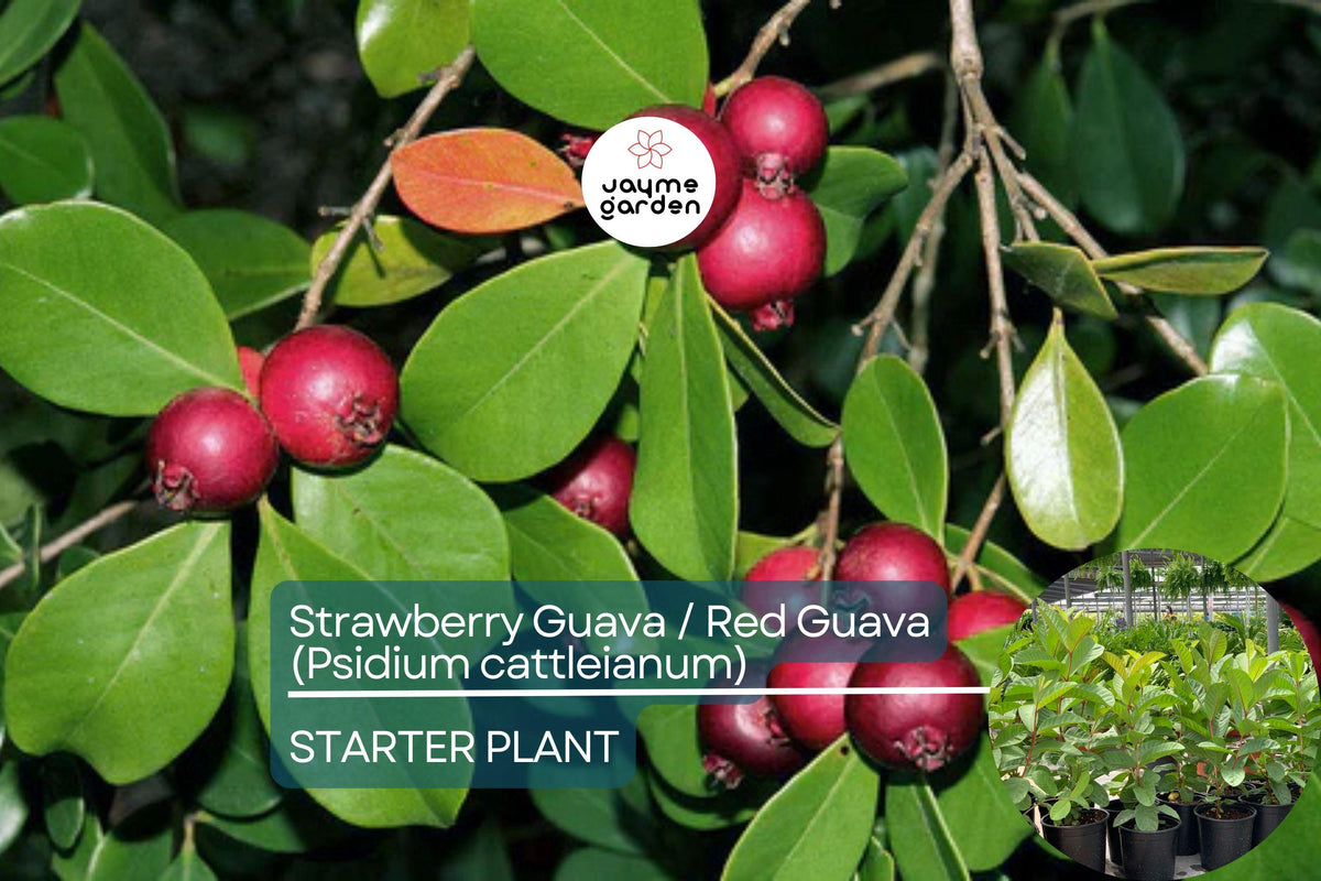 Red Guava Tree 12”-24” - Sweet Tropical Fruit (Psidium guajava) - Nutrient-Rich, Juicy Guava for Gardens, USDA Zones 9-11
