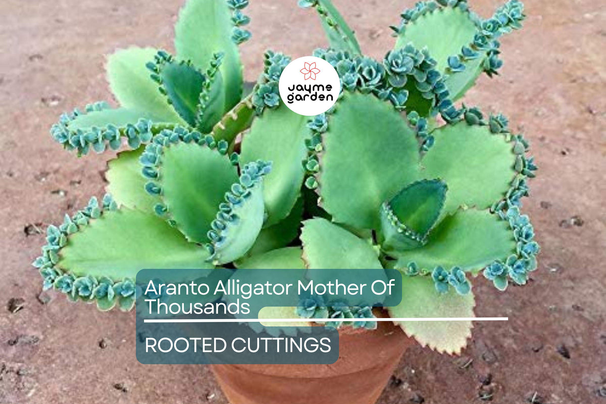 100 Rooted Aranto Alligator Plants, Mother of Thousands Succulent, Kalanchoe daigremontiana, 1-3 inches, Easy Care, Drought-Tolerant