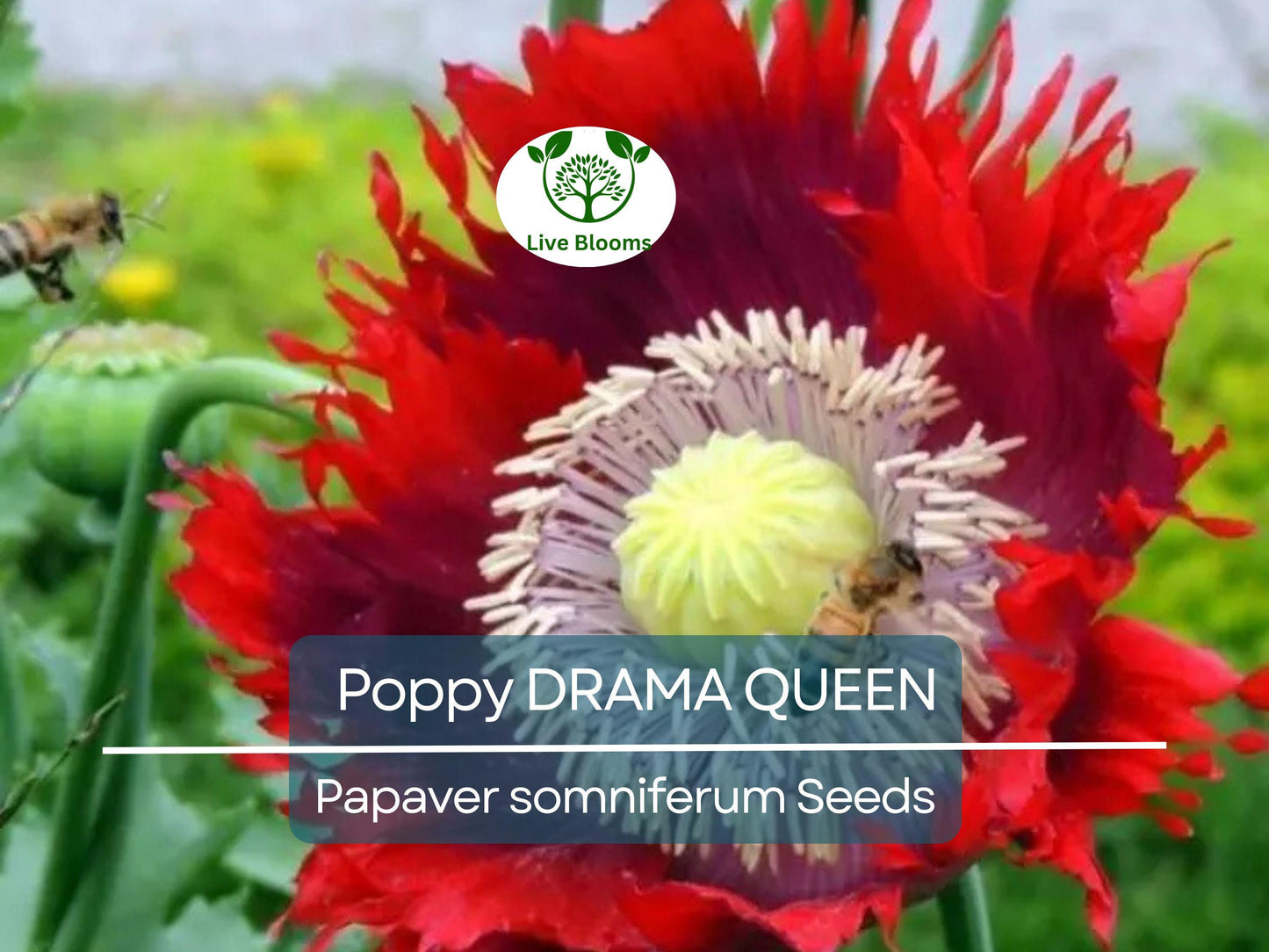 1000 Seeds Poppy DRAMA QUEEN Breadseed Red Purple Flowers Non-GMO Edible Ornamental Garden Plant