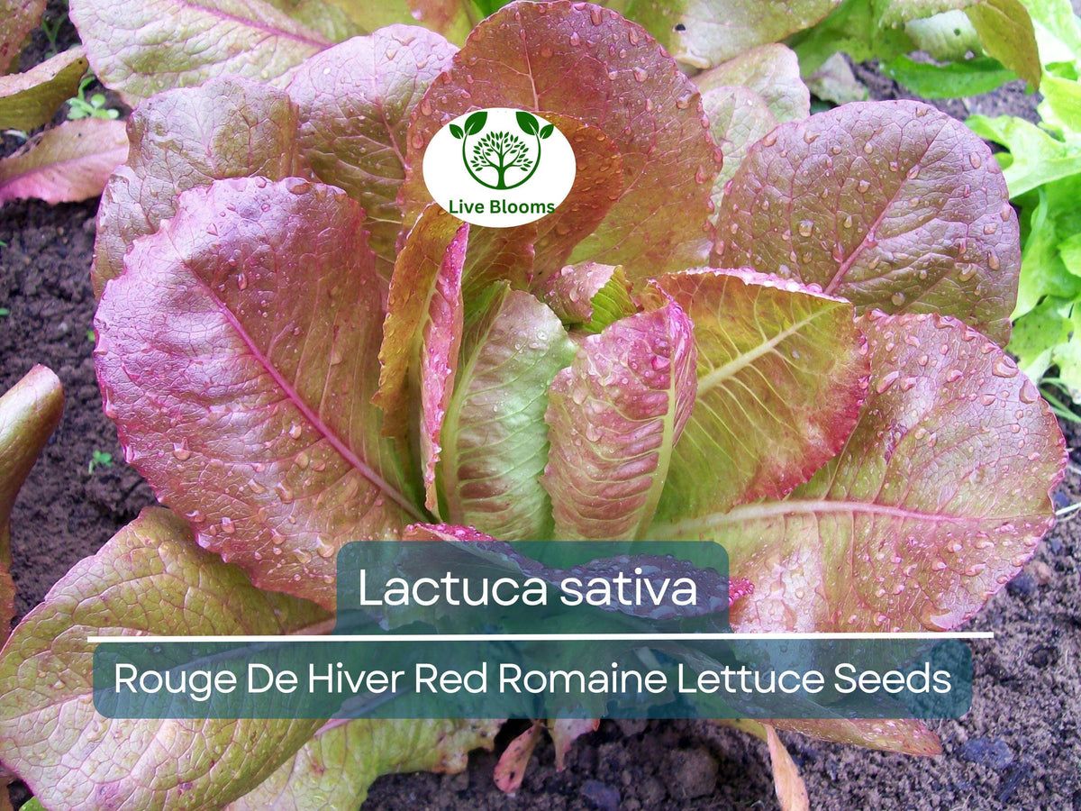 700 Seeds Rouge De Hiver Red Romaine Lettuce - Heirloom, Cold-Hardy, Lactuca sativa for Planting, Nutrient-Rich Salad Greens