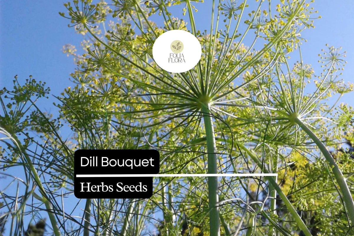 500 Seeds Bouquet Dill, Aromatic Herb for Culinary Use, Anethum graveolens, Easy to Grow, Attracts Pollinators