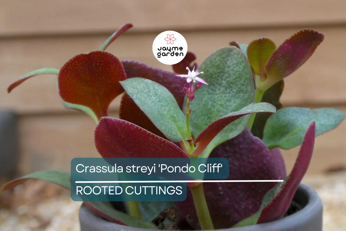 Crassula streyi 'Pondo Cliff' Cutting in 4" Pot - Unique Foliage Succulent with Burgundy Underside - Perfect for Containers