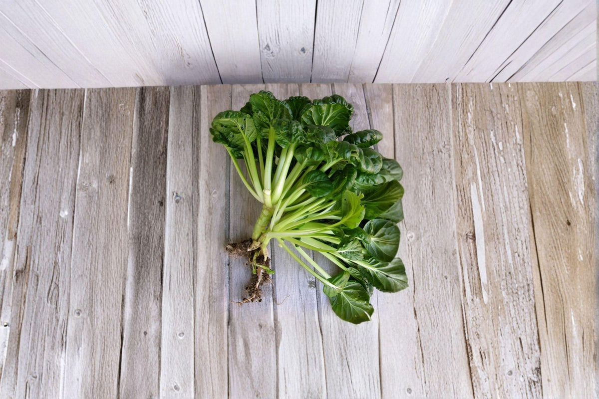 Pak Choi Seeds 250 Count | Tatsoi Asian Leafy Green | Brassica rapa subsp. narinosa | Cold-Hardy, Fast-Growing Vegetable