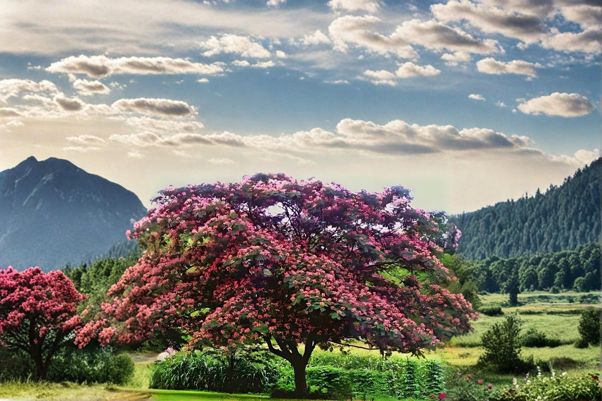 Pink Mimosa Tree Live Plant 2ft Tall Bare Root Albizia julibrissin Silk Tree with Fluffy Pink Blooms and Fern-like Foliage