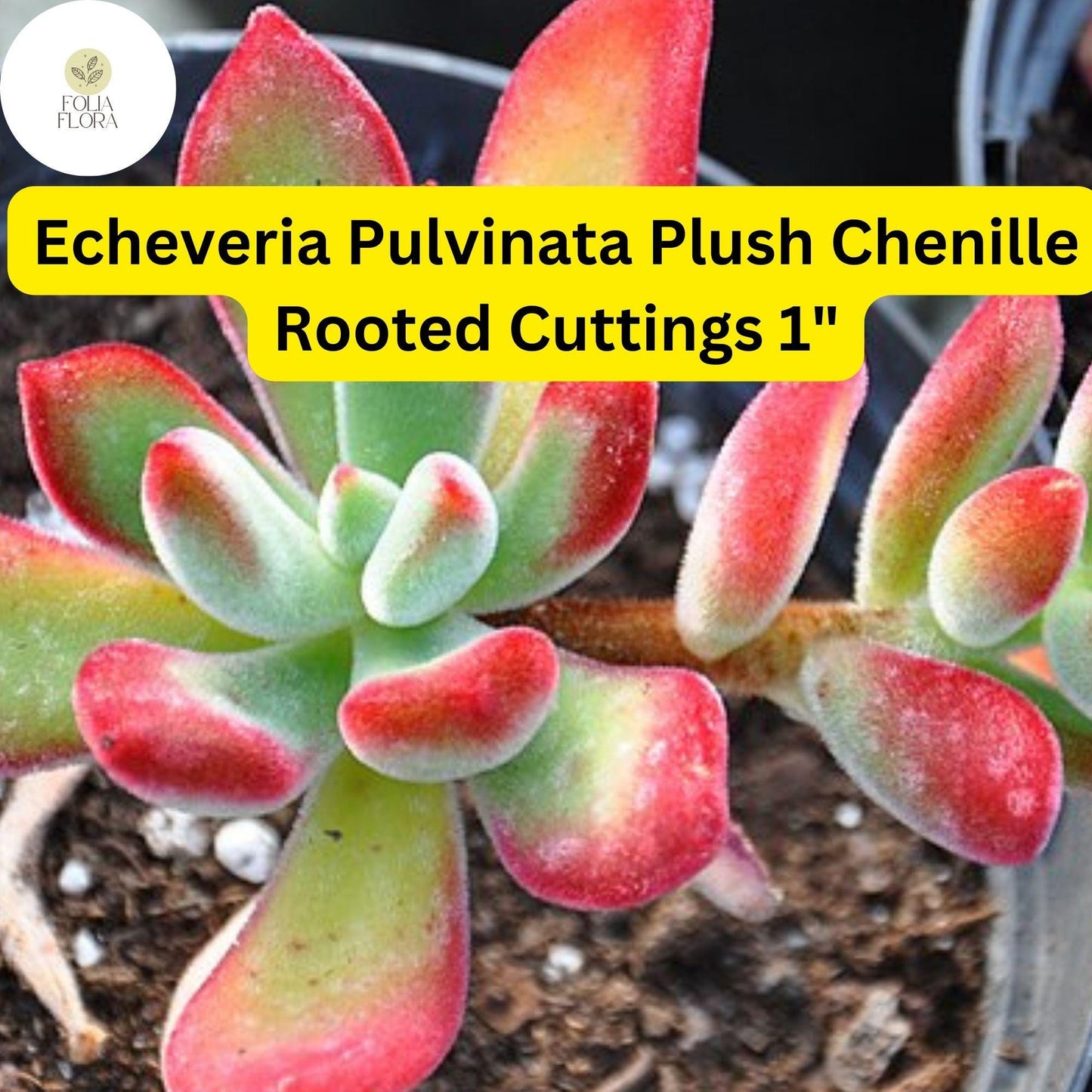 Echeveria pulvinata ‘Plush Chenille’ 3 Rooted Cuttings | Fuzzy Succulent with Red-Tipped Leaves & Orange Flowers