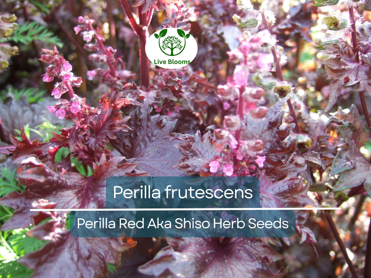 100 Seeds Perilla Red Aka Shiso Herb - Perilla frutescens | Heirloom Asian Culinary Herb for Planting, Aromatic Flavor