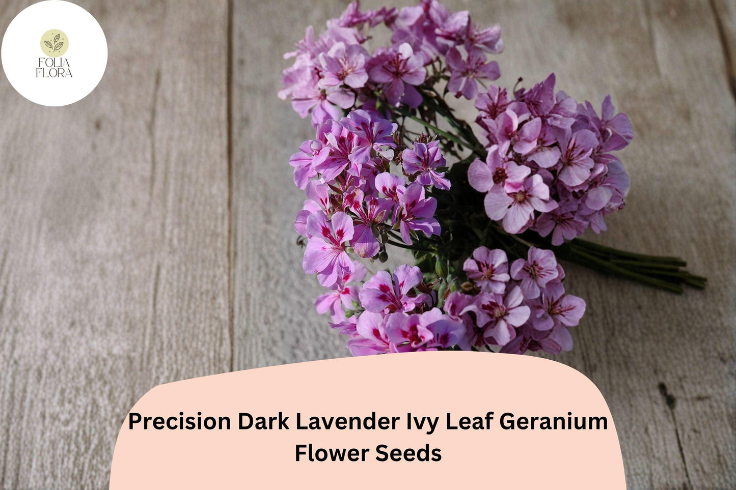25+ Precision Dark Lavender Ivy Leaf Geranium Seeds | Trailing Geranium with Lavender Blooms for Hanging Baskets