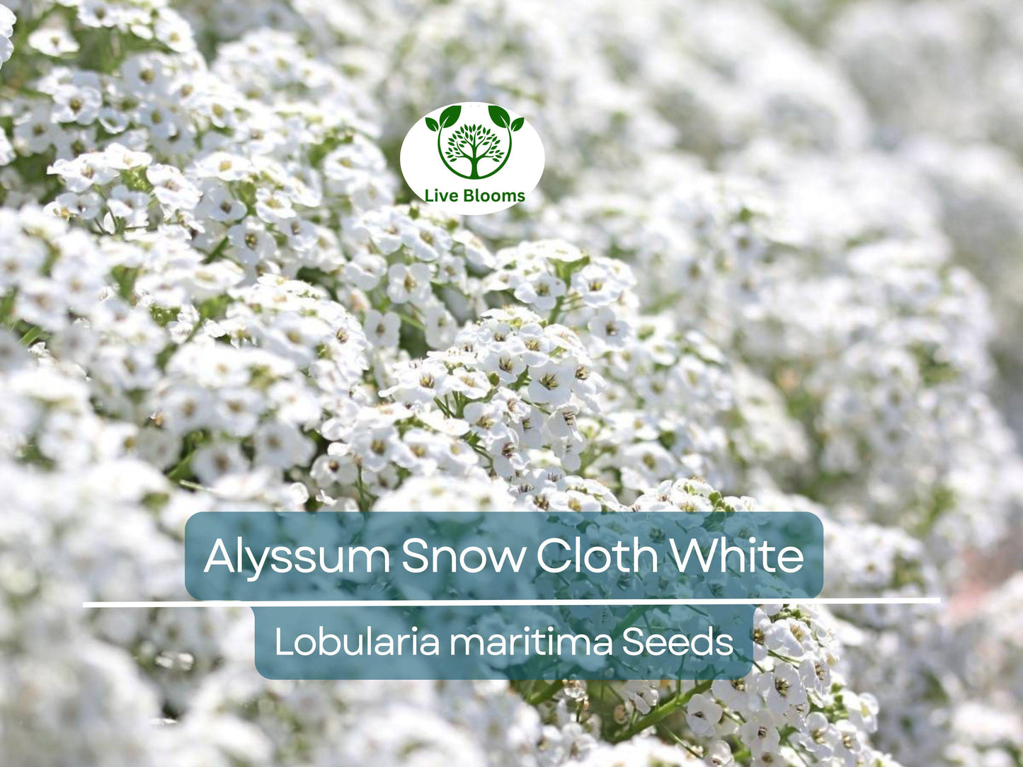 1000 Seeds Alyssum Snow Cloth White Ground Cover - Deer & Drought Resistant, Non-GMO, Low Maintenance