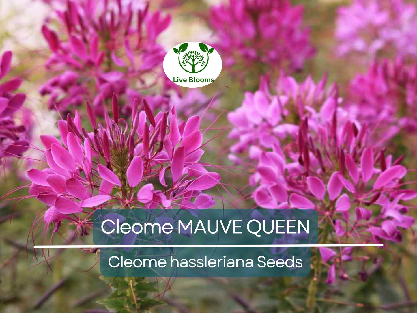 200 Seeds Cleome MAUVE QUEEN Spider Plant - Non-GMO, Pollinator-Friendly, Fall Planting, Vibrant Mauve Flowers