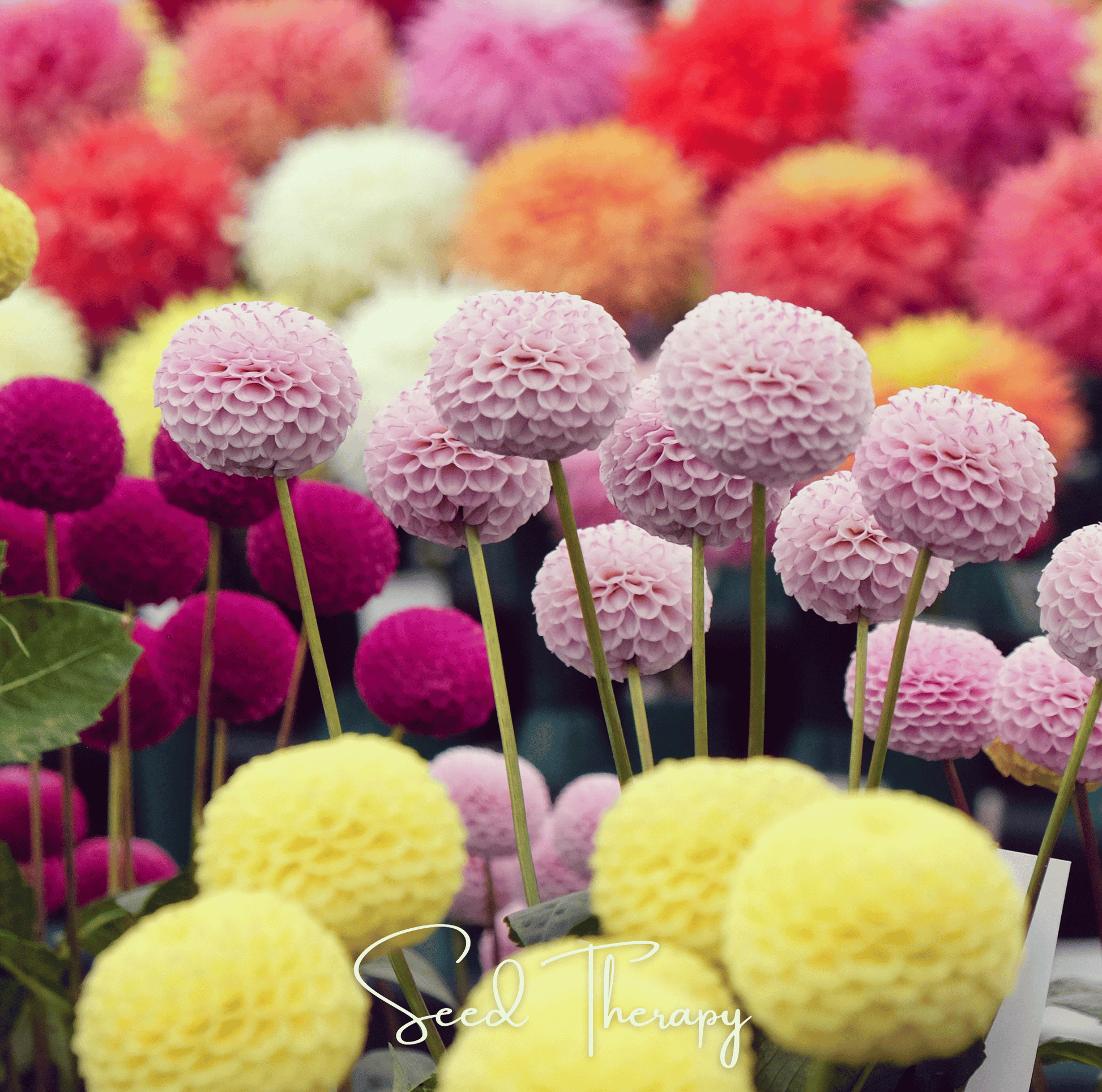 Pompon Dahlia Mix Seeds – Spherical Ball-Shaped Flowers, Vibrant Colors, Heirloom Dahlia (Dahlia variabilis)