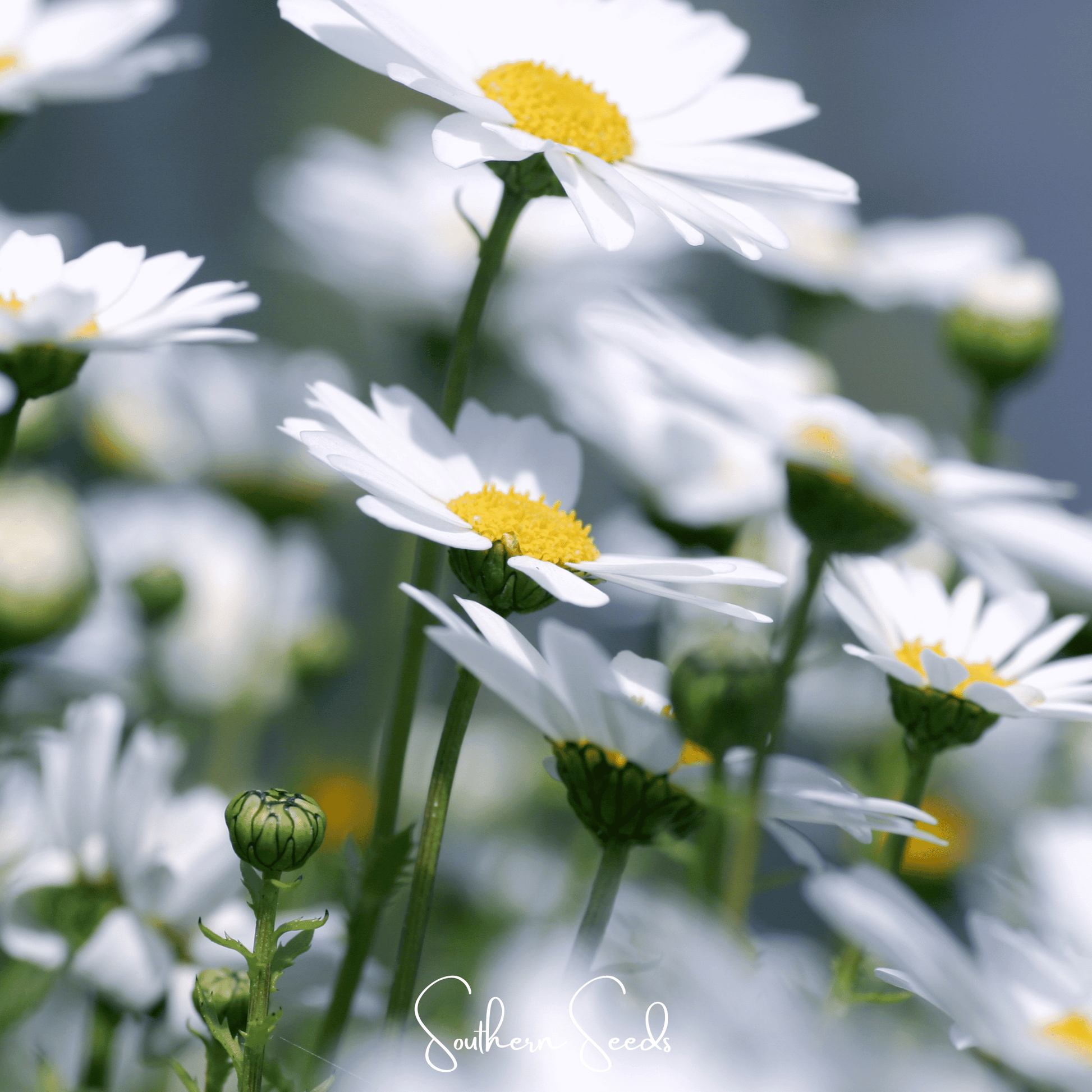 Creeping Daisy Seeds, Ground Cover, White Daisies, Leucanthemum paludosum, Fast-Growing Annual, Garden Border, Container Plant