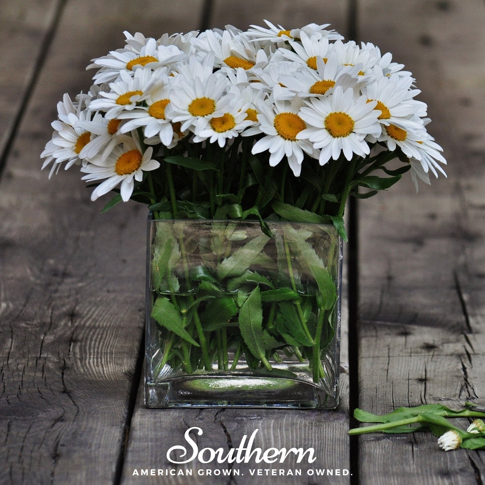 Dwarf Shasta Daisy Seeds – Heirloom Perennial, White Flowers, Compact, Leucanthemum × superbum, 100 Seeds