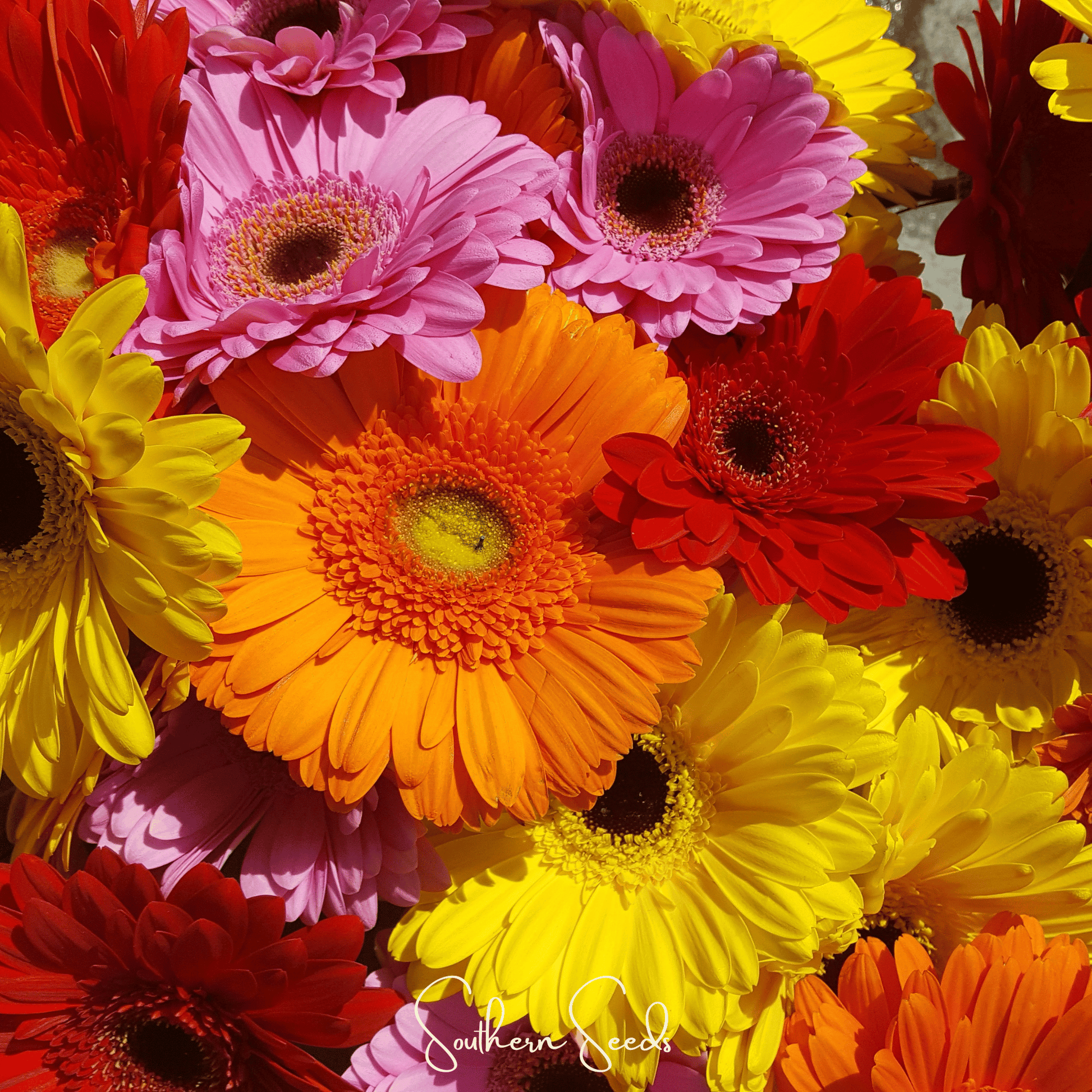 Gerbera Daisy Mix Seeds – 20 Non-GMO Hybrid Flower Seeds – Vibrant Colors – Gerbera jamesonii