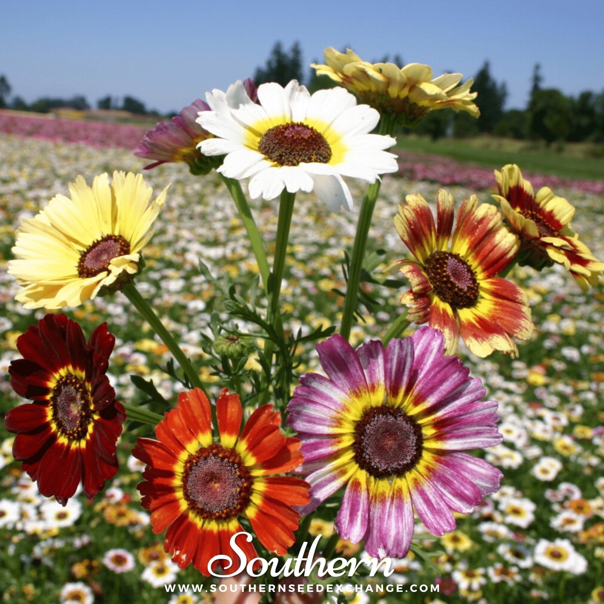 Painted Daisy Seeds - Heirloom, Multi-Color Blooms, Long-Lasting Cut Flower, Pest-Deterring, Ismelia carinata, 100 Seeds