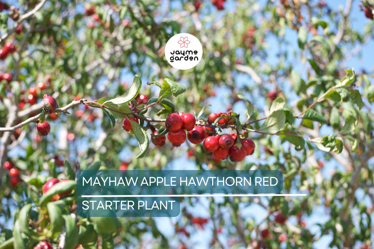 2 Live Mayhaw Tree Seedlings 6" - Heirloom Apple Hawthorn - Crataegus aestivalis - Edible Red Fruit - USDA Zones 6-11