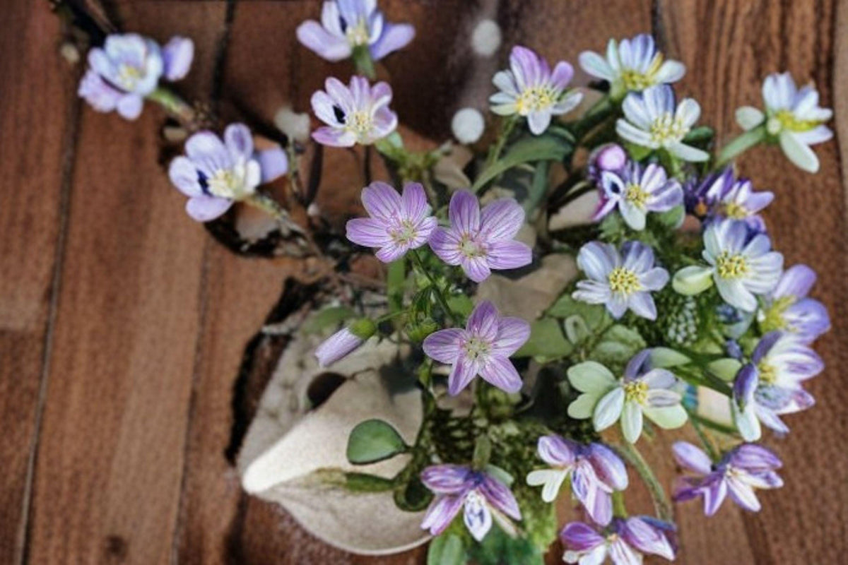Spring Beauty Wildflower Seeds | 10 Seeds | Claytonia virginica | Native Woodland Flower | Early Blooming Pollinator Friendly