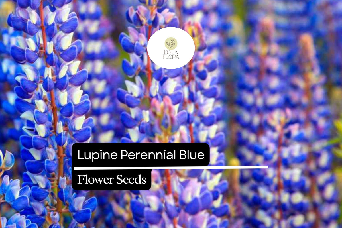 500mg Perennial Blue Lupine Seeds - Hardy Pollinator-Friendly Lupinus polyphyllus Wildflower