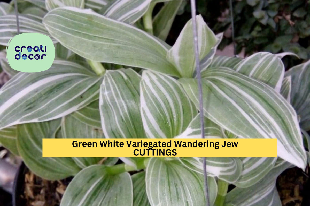 10 Tradescantia Albiflora Cuttings | Variegated Wandering Jew Indoor Plant Starter