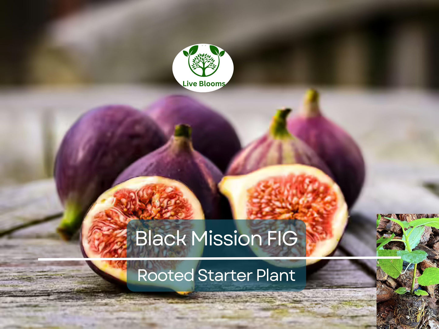 Ficus Black Mission Fig Tree Starter Plant - Hardy Indoor/Outdoor Fruit Tree, Easy Care