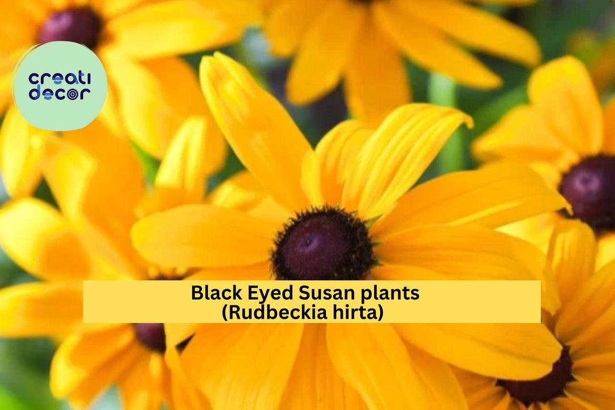 Black Eyed Susan Live Plants - Lot of 6 Bare Root Rudbeckia Hirta - Hardy Perennial Wildflower with Golden Blooms