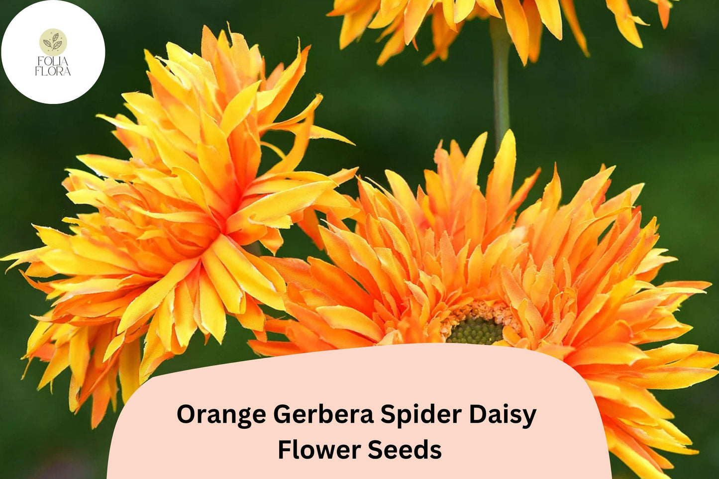 50+ Orange Gerbera Spider Daisy Seeds | Gerbera jamesonii | Bright Orange Unique Petal Flowers