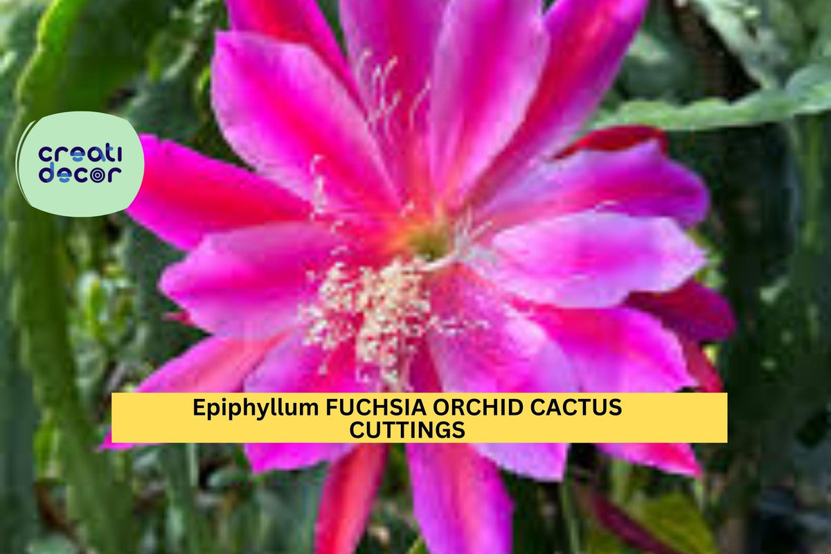 2 Rare Epiphyllum Fuchsia Orchid Cactus Cuttings – Stunning Fuchsia-Pink Blooms, Easy to Root Indoor/Outdoor Plants