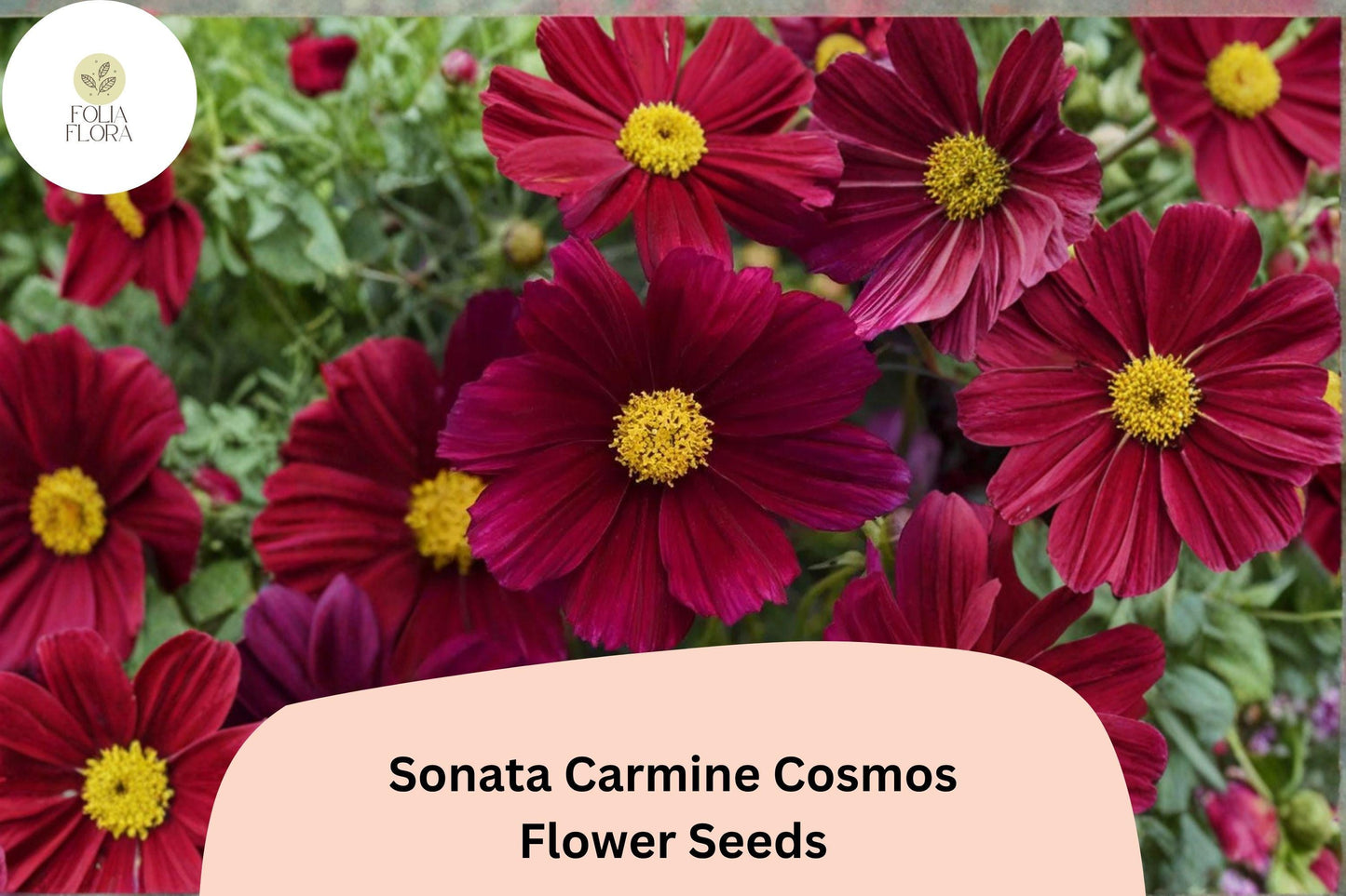 200+ Sonata Carmine Cosmos Seeds | Compact Cosmos bipinnatus with Carmine Pink Blooms