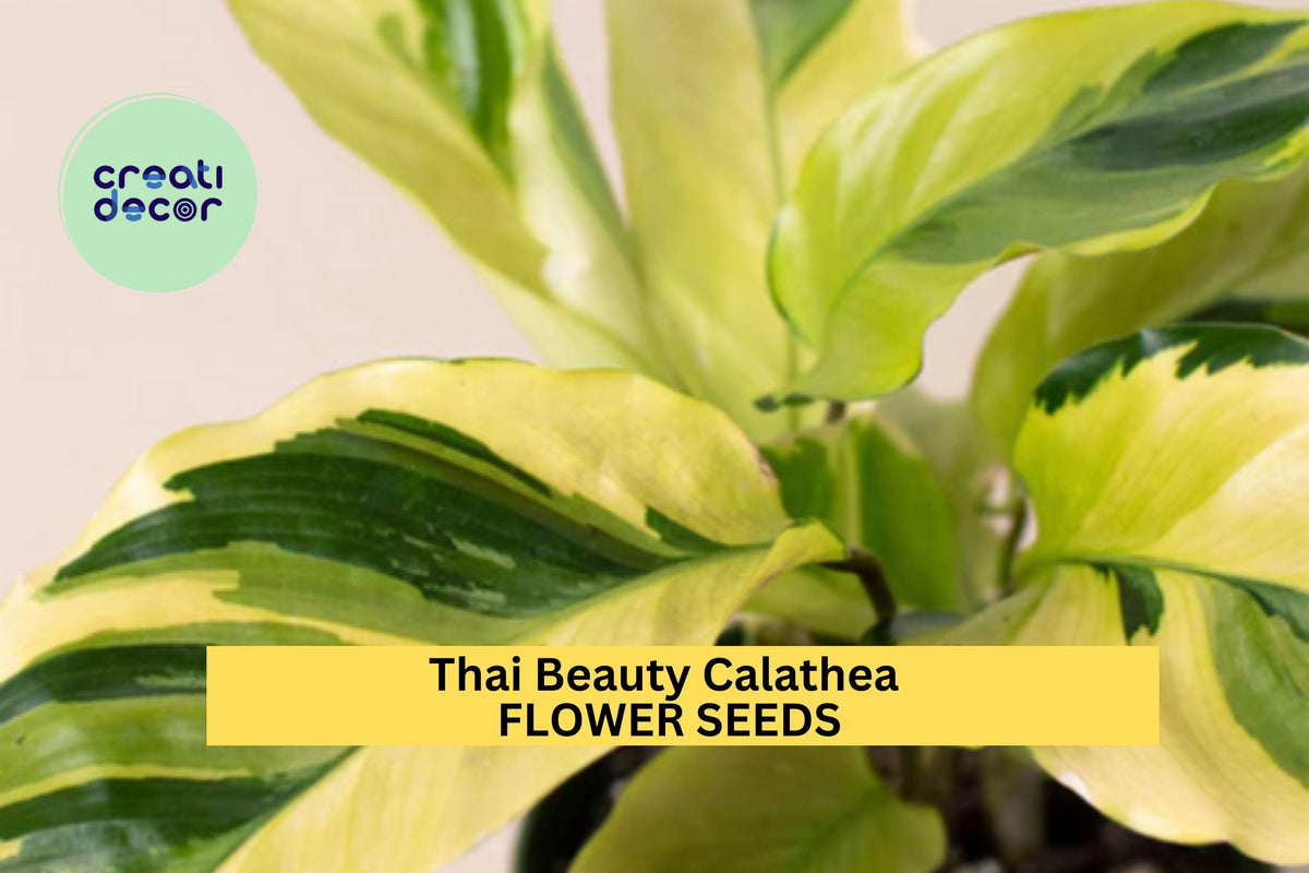 25+ Thai Beauty Calathea Seeds – Exotic Variegated Tropical Foliage for Indoor and Shaded Gardens