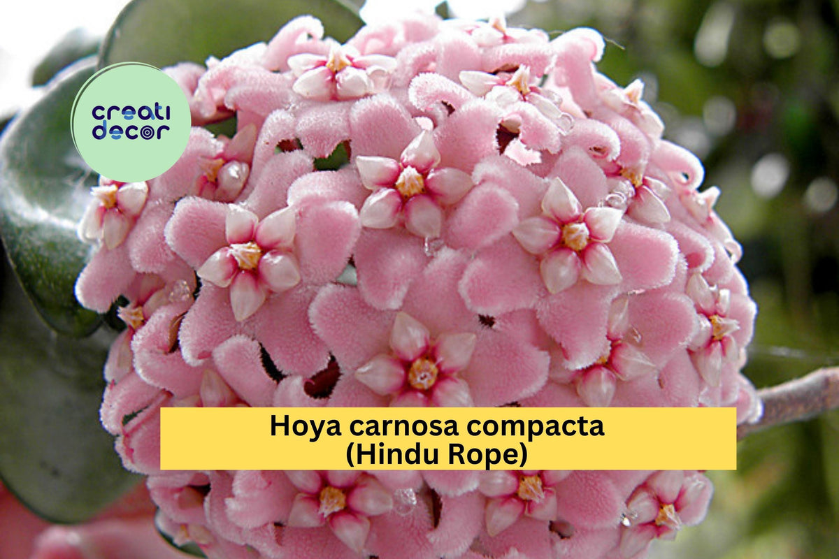 Hoya carnosa compacta Hindu Rope - 6+ Inch Bare Root Indoor Vine with Curled Wax Leaves