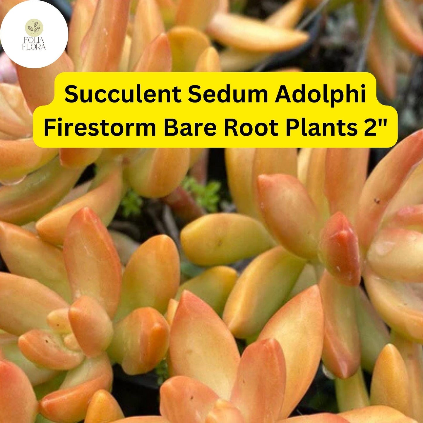 2 Bare Root Sedum adolphi ‘Firestorm’ Succulent Plants | Red-Orange Edged Foliage | Easy Care Trailing Succulent