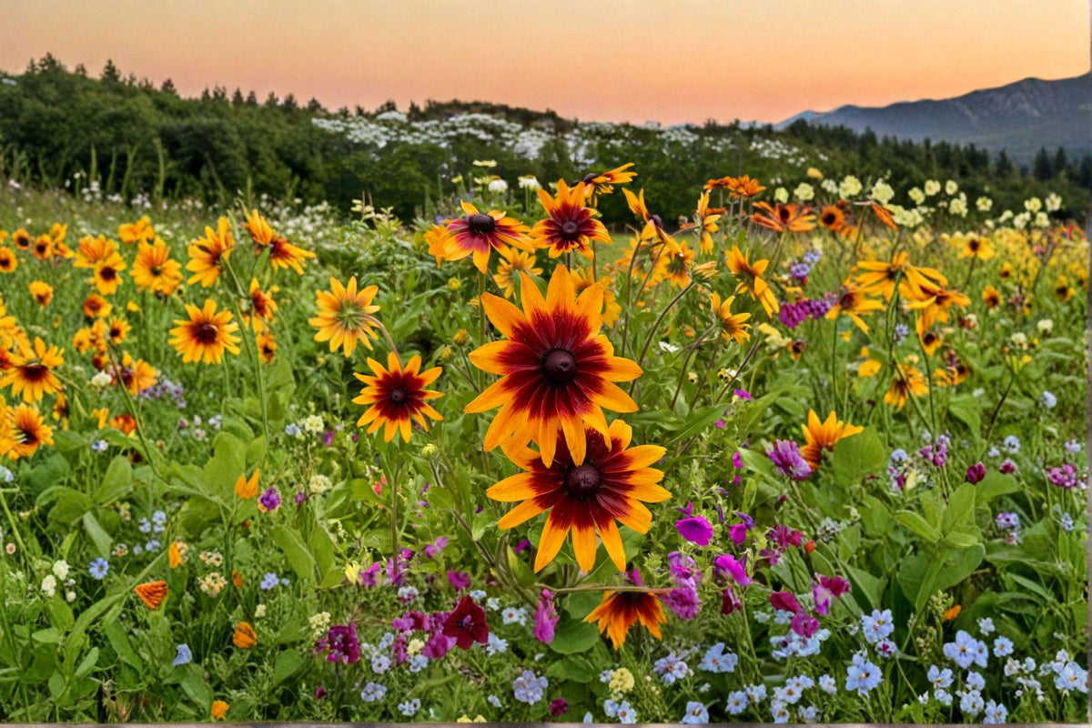 Gloriosa Daisy Seeds - 300 Count - Rudbeckia hirta - Bold Annual Blooms - Pollinator-Friendly Gold, Red, Bronze, Mahogany Flowers