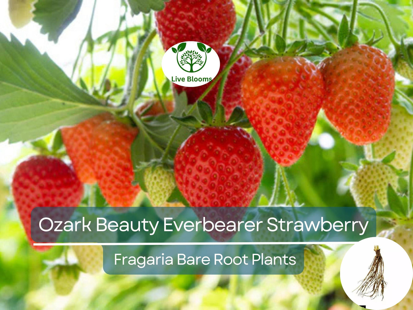 25 Ozark Beauty Everbearer Strawberry Bare Root Plants - Sweet, Hardy Heirloom Fragaria × ananassa