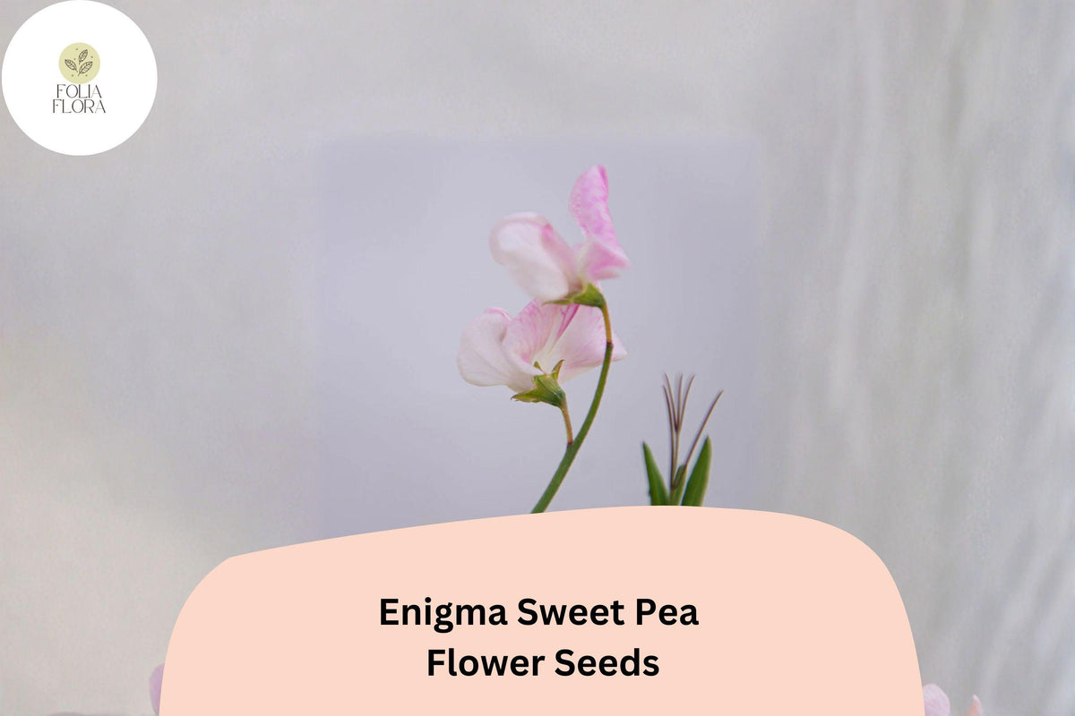 Enigma Sweet Pea Seeds | 50+ Pink Blooming Lathyrus odoratus | Climbing Vine for Garden Planting