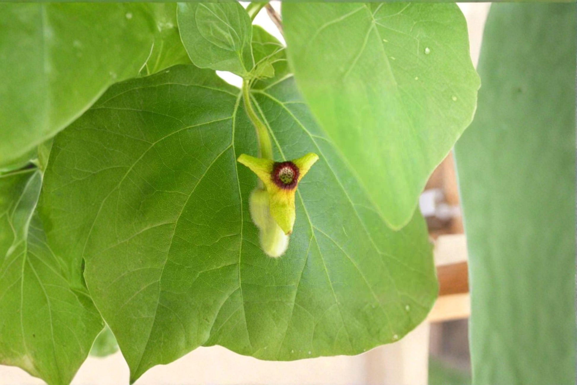 Dutchman's Pipevine Seeds – Aristolochia tomentosa Climbing Vine for Shade Gardens, Host Plant for Pipevine Swallowtail