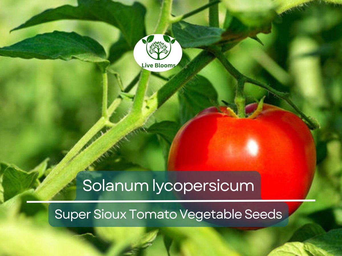 Super Sioux Tomato Seeds 100 mg - Heat-Tolerant Variety (Solanum lycopersicum) for Home Gardening and Planting