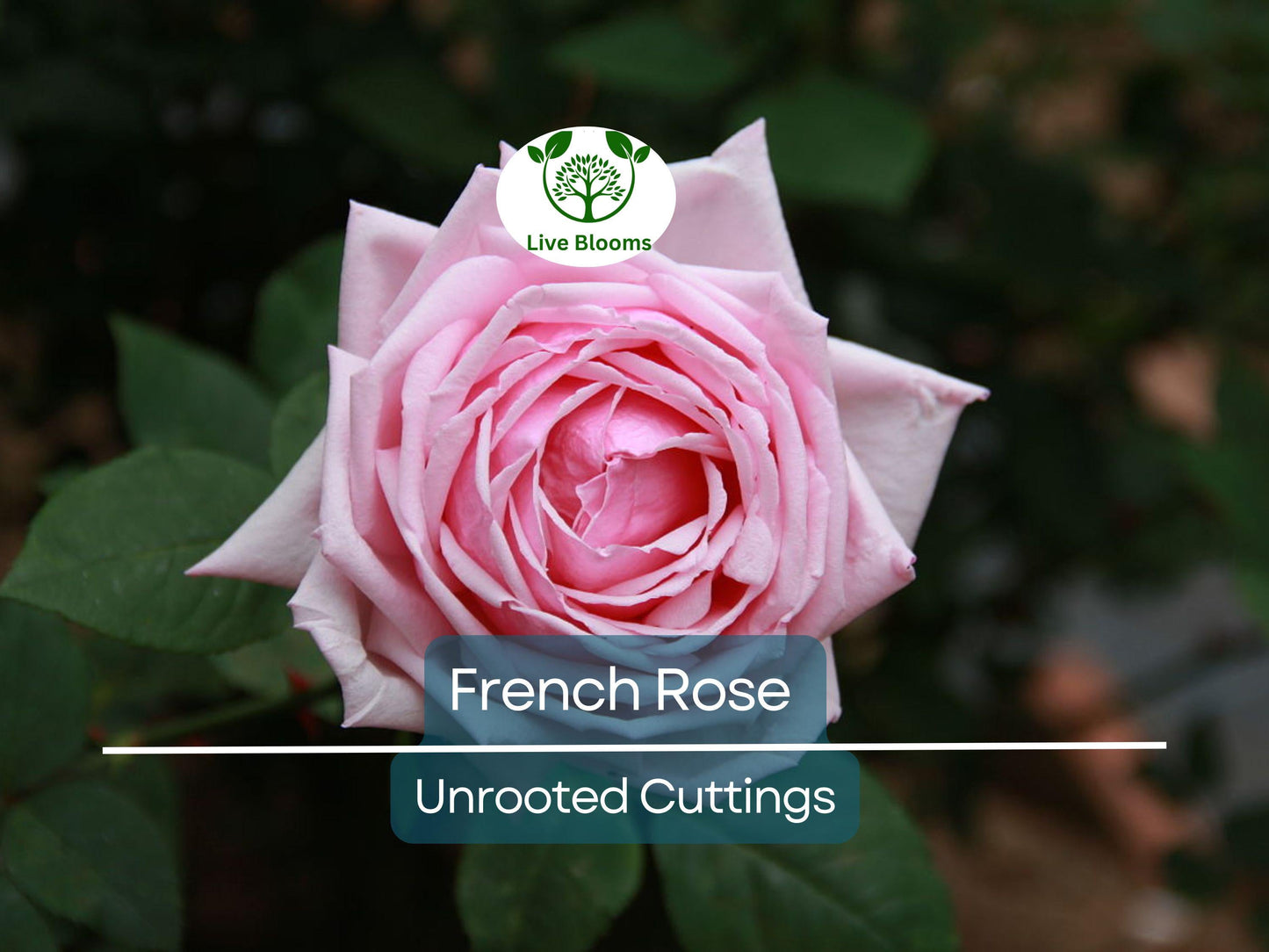 4 French Rose Unrooted Cuttings 6-8" - Premium Rosa Cuttings for Rose Bush Propagation