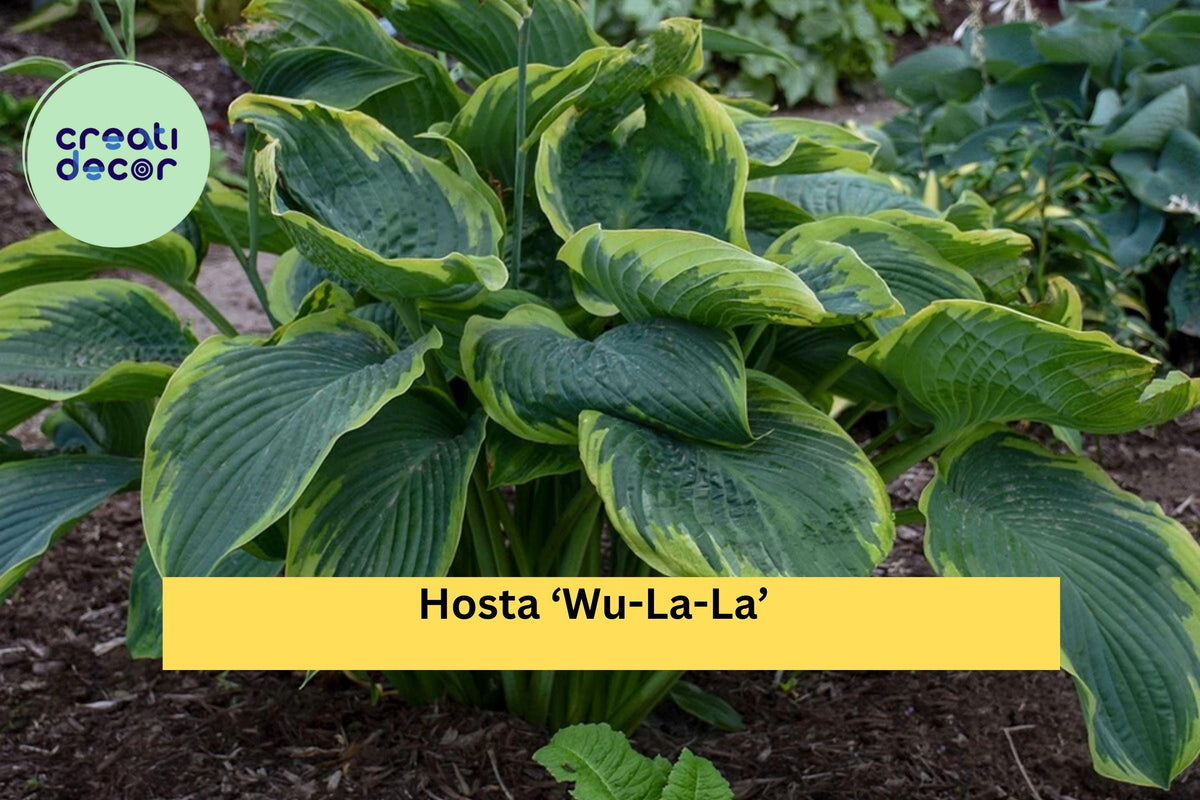 Hosta ‘Wu-La-La’ Live Perennial 5.25” Pot - Blue-Green Foliage with Chartreuse Edges - Shade-Loving Hosta hybrid