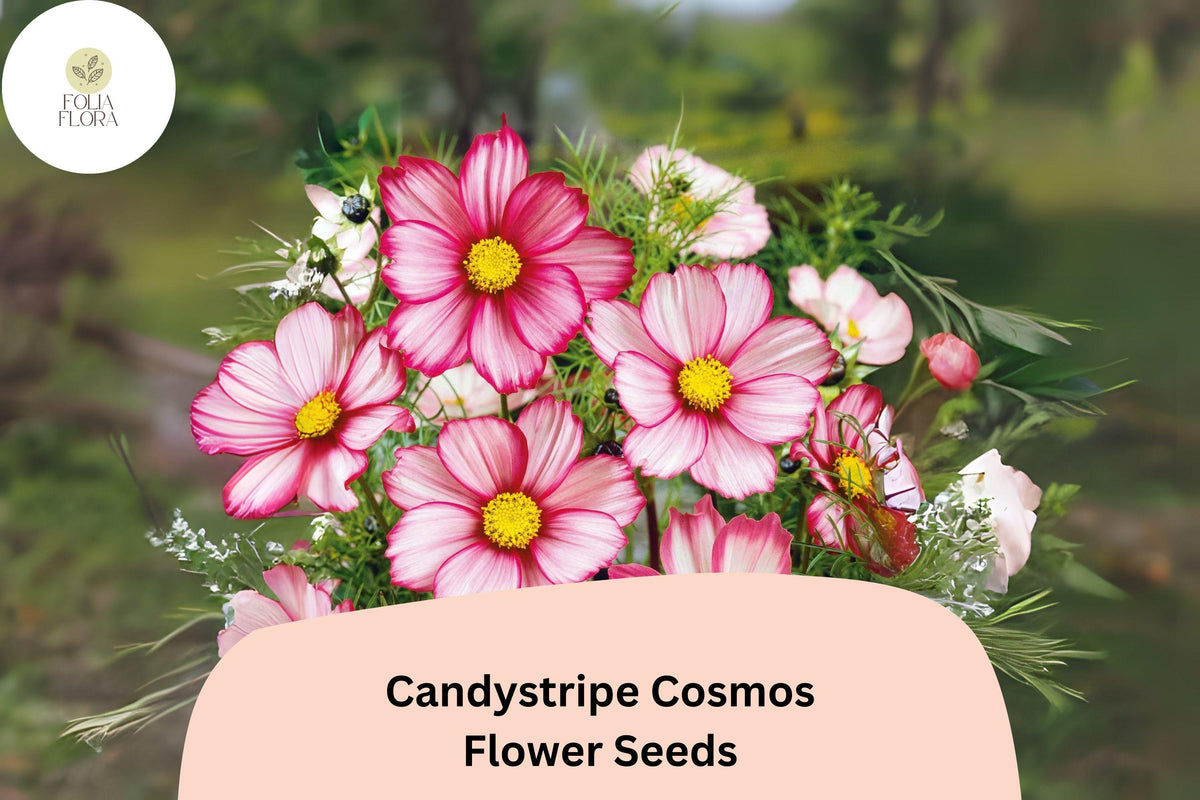 Candystripe Cosmos Seeds | 200+ Bicolor Pink White Flowers | Cosmos Bipinnatus ‘Candystripe’ | Easy-to-Grow Annual Garden Seeds
