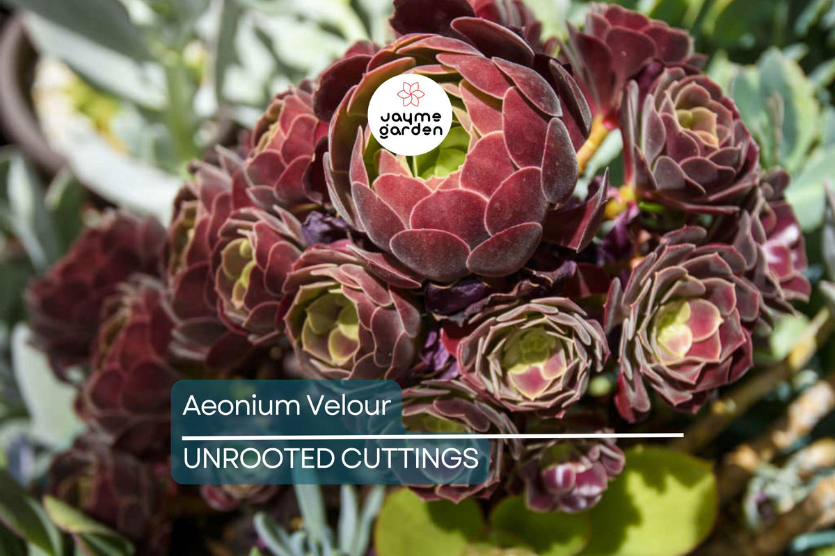 Aeonium Velour Cutting – 3" Burgundy Succulent for Propagation – Fresh Unrooted Cutting (Aeonium arboreum 'Velour')